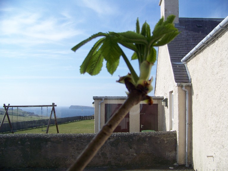 Our palm tree?
