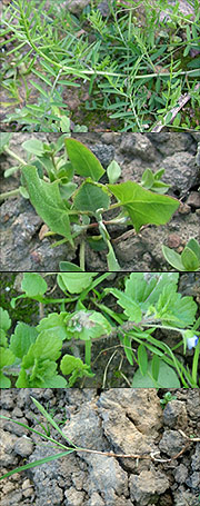 weeds.jpg