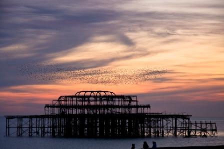 starlings6.JPG