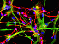Neurons