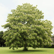Aesculus indica