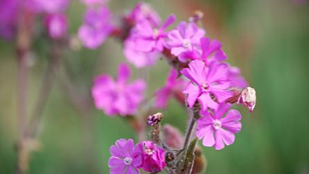 flowers5.jpg