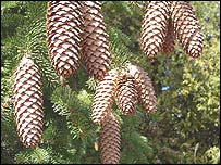 10cones.jpg