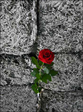 Red Rose