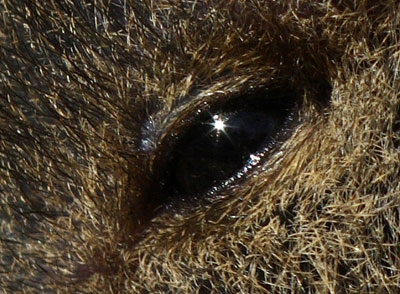 Eye 4