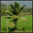 کروناندھی