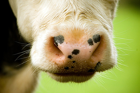 Bute cow
