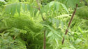 Rhus typhina