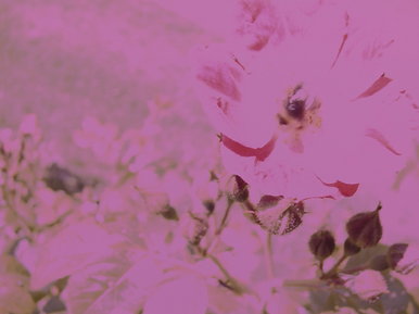 weird flower