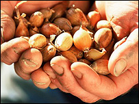 Onion bulbs