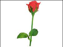 a rose