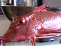 fish