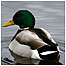 Mallard