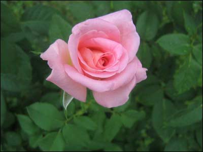 دمرسل ګل