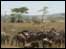 A scene from Ola's African childhood