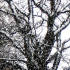 Apple tree, Bunwell, South Noorfolk