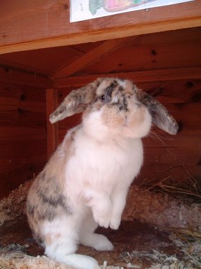 Bunny