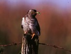 Cuckoo (BTO / Courtesy of Tommy Holden)