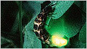  Glow worm c/o Robin Scagell/Galaxy