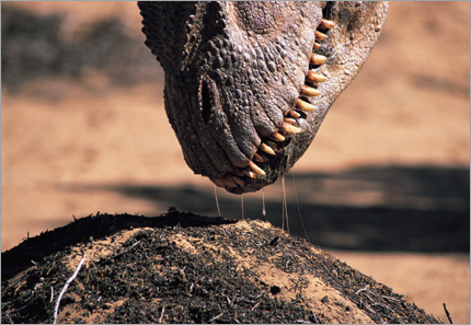 Allosaurus and nest