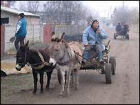 donkeys_203.jpg