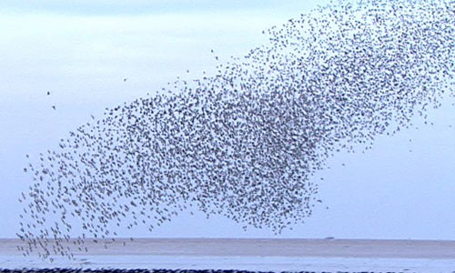 knot-flying.jpg