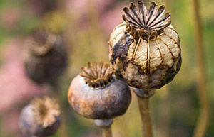 Seedhead 