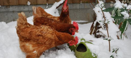 chickens.jpg