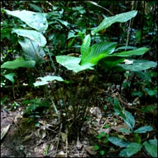 Planta