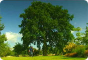 The mighty oak