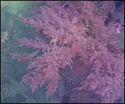 Harpoon weed