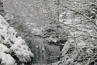 Brigau coed