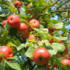 Apples by David Henderson