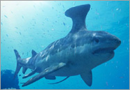 Stethacanthus