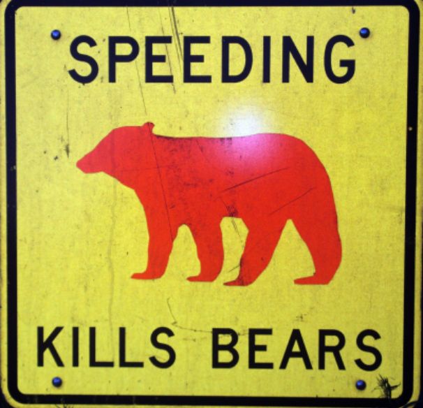 bearspic.jpg