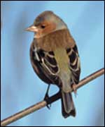 A chaffinch in a garden 