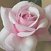 Rosa 'Chris Beardshaw'