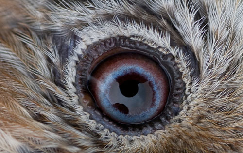 Eye 3