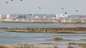 the lagoon