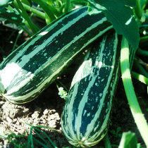 Marrow