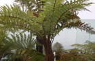 Dicksonia squarrosa