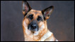 Pastor alemão (Foto: The Kennel Club Picture Library)