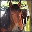 Pony