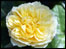 yellow rose
