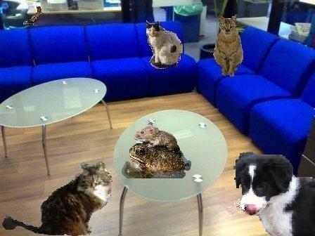 glasscatc.JPG