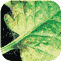 Red spider mite