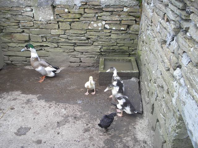 Happy Ducklings