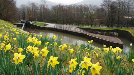 daffodils.jpg