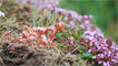 wild flowers and seaside succulents 
