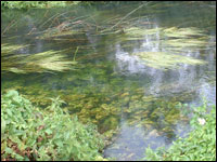 The Loddon